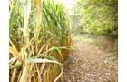 Property photo 5 - 39+/- Acres Offered in 3 Tracts